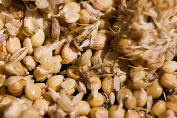 close up of seeds