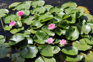 pinks lily flowers and lily pads