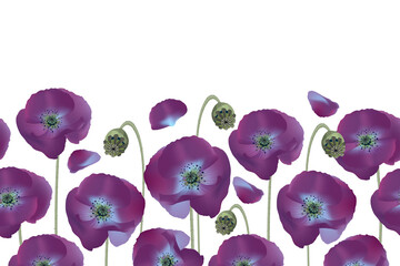 Vector floral seamless pattern, border. Purple poppies isolated on white background. Gentle flowers.