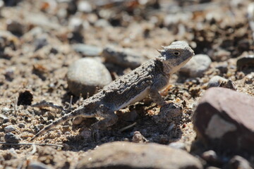 horned lizard on the sandy desert floor