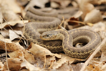 garter snake coiled up in leaf litter