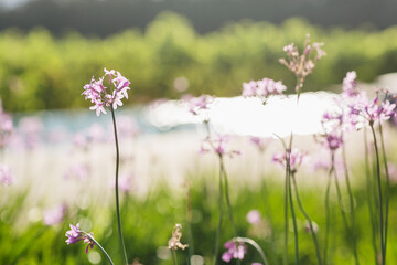 Obraz na płótnie Canvas Close up of purple flowers growing in field