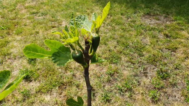 Feigen Baum mit zwei Feigen, Feigen, Video