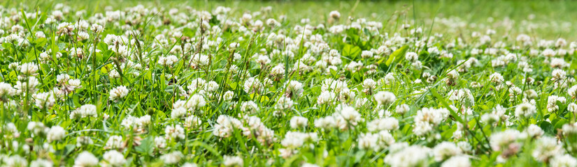 Fototapeta premium Clover Field. white Flowering clover Trifolium pratense repens. Lawn with white trefoil flowers and green grass. Fresh summer or spring background in meadow