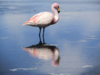 Fototapeta na wymiar Flamingo with reflection on the lake on Bolivian altiplano