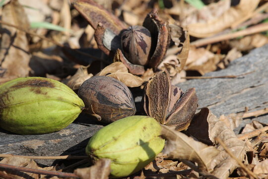 Pecan nuts and seeds under a tree