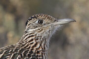 roadrunner bird sitting on a rock