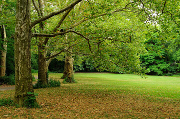 Naklejka premium Park