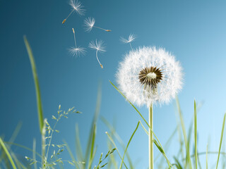 Close up of dandelion plant blowing in wind