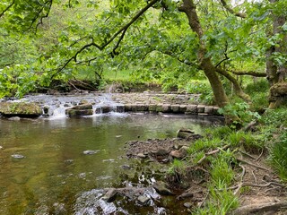 Fototapeta premium Duży strumień w sercu starożytnego lasu, w Hardcastle Crags, Hebden Bridge, Wielka Brytania
