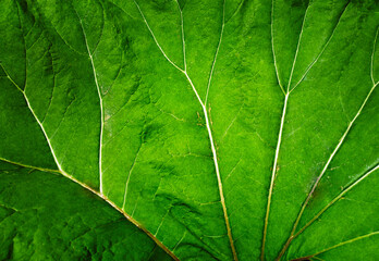 Veins of the big green leaf background