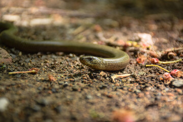 Slow warm crawling through Lower Silesia, Poland