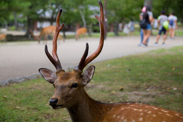 Fototapeta premium Wild deer in Nara Park in Japan. Deer are symbol of Nara's greatest tourist attraction. 