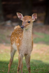 Wild deer in Nara Park in Japan. Deer are symbol of Nara's greatest tourist attraction. 