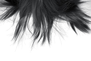 Black disheveled hair on white, isolated. Background with copy space