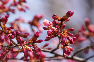 長徳寺のおかめ桜の蕾