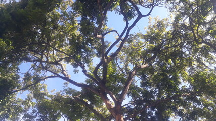 Pau brasil, brazilian tropical tree