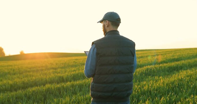 Back view on Caucasian man in hat walking the green field of wheat and using tablet computer. Rear of young male farmer strolling in his margin and tapping on tablet device. Agricultural concept.