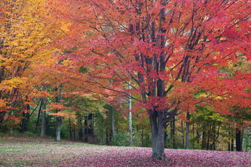Autumn leaves on trees
