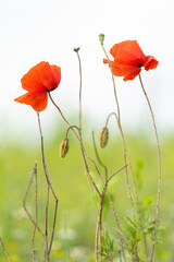 Two amazing red wild corn poppies, Papaver rhoeas,  and two buds in the meadow on a summer day. Closeup. Defocused background