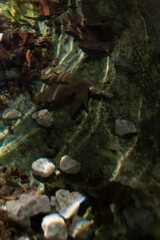 small waterfall in the forest