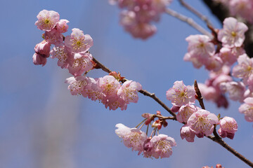 知恩寺の富士桜