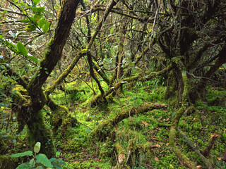 Ecosystem of the high Andean forest and paramo, presence of green moss was found on the vegetation