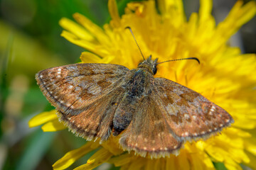 Beautiful brown butterfly red-underwing skipper (Spialia sertorius) on the flowering dandelion. 