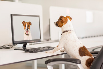 Dog standing at desk in office