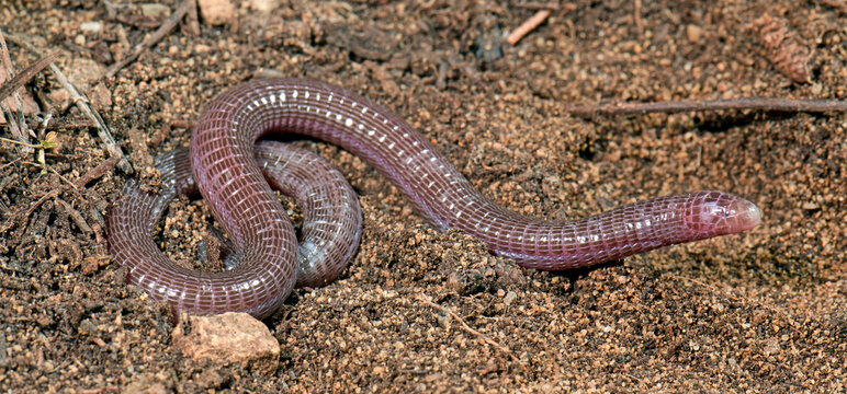 Maurische Netzw&uuml;hle (Blanus rufus) fr&uuml;her "Blanus cinereus", Do&ntilde;ana Nationalpark, Spanien - Iberian worm lizard