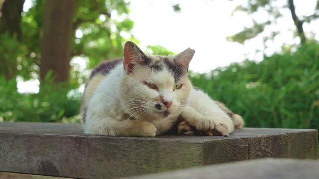 公園のベンチに横たわりあくびをする野良猫