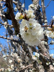 blooming apple tree