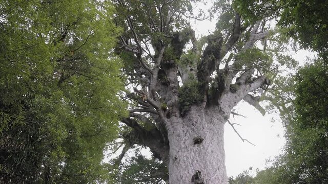 Tane Mahuta, New Zealand's largest known living kauri tree. Waipoua Kauri Forest, Northland, New Zealand
