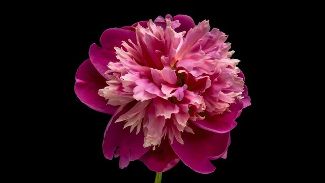 Timelapse of pink peony flower blooming on black background. Blooming peony flower open, time lapse, close-up. Wedding backdrop, Valentine's Day concept. 4K UHD video timelapse