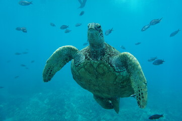 Obraz na płótnie Canvas Hawaiian Green Sea Turtle Swim Gracefully in Hawaii 