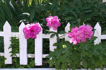 blooming peonies flowers on a wooden fence