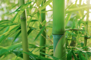 green natural bamboo shoot with green natural bamboo garden background.