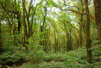 Fototapeta premium beautiful green natural forest with many big trees. 