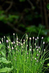 Schnittlauch mit Knospen, Textfreiraum