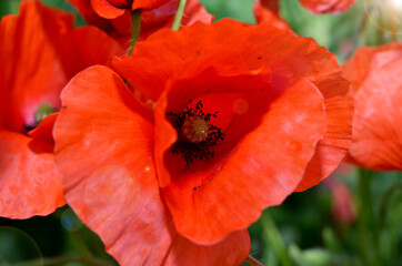 beautiful image of red poppy in sunny glare closeup in the garden