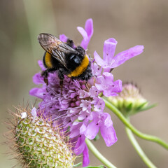 bourdon - abeille - guêpe sur une fleur
bumblebee - bee - wasp on a flower