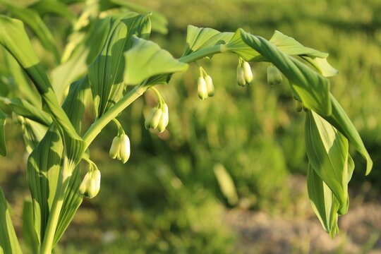 Cherbata Bilder Durchsuchen 2,919 Archivfotos, und