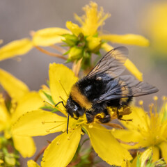 bourdon - abeille - gu&ecirc;pe sur une fleur
bumblebee - bee - wasp on a flower