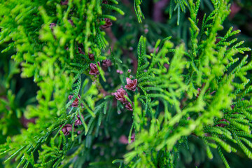 Fototapeta na wymiar thuja wirh con close up. thuja branch background High quality photo