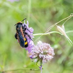 bourdon - abeille - guêpe sur une fleur
bumblebee - bee - wasp on a flower