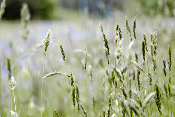   grass against the sunlight. Selective autofocus