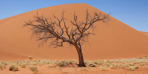 Fototapeta na wymiar View of bare tree, dry grass and sand dune in sunny desert