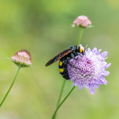 bourdon - abeille - guêpe sur une fleur
bumblebee - bee - wasp on a flower