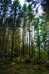 Obraz premium trees in the forest
