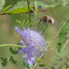 bourdon - abeille - guêpe sur une fleur
bumblebee - bee - wasp on a flower